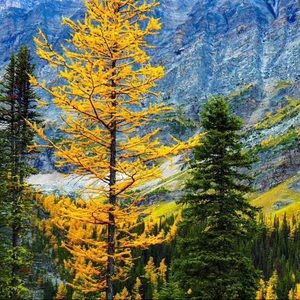 Meet your Posher, Ivy